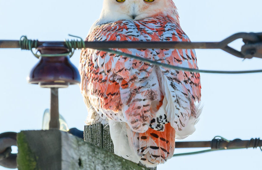 orange-alert:-what-caused-the-colors-on-this-snowy-owl?